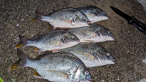 キビレの釣果