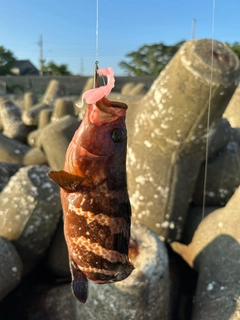 キジハタの釣果