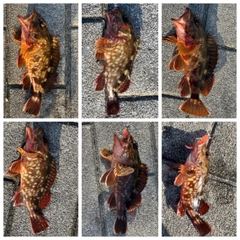 ガシラの釣果