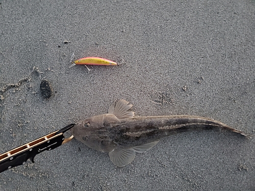 マゴチの釣果