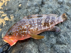 キジハタの釣果