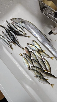 タチウオの釣果