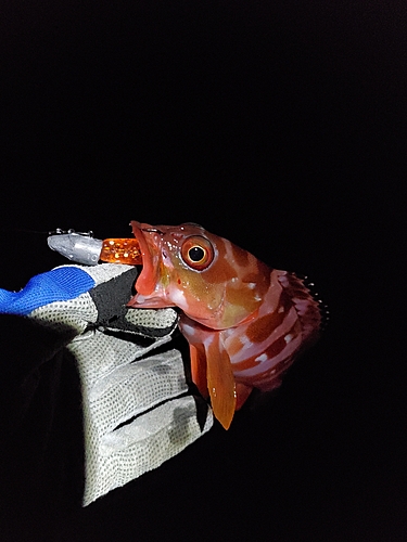 アカハタの釣果