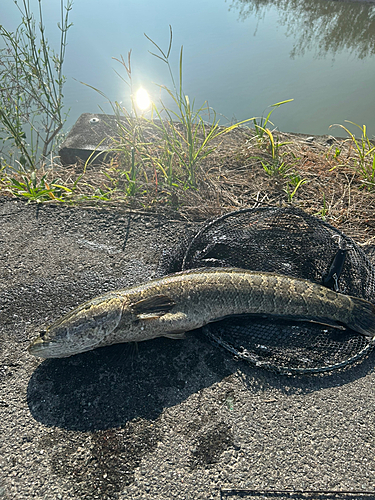 ライギョの釣果