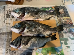 クロダイの釣果