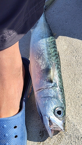 サバの釣果