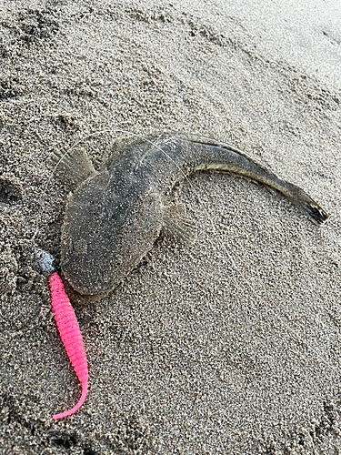 マゴチの釣果