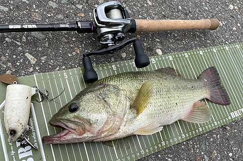 ブラックバスの釣果