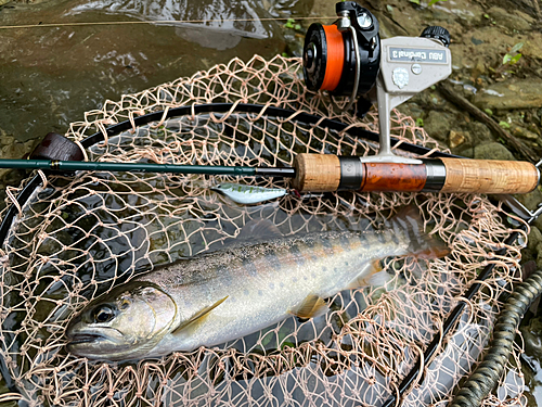 ヤマメの釣果