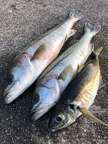 マアジの釣果