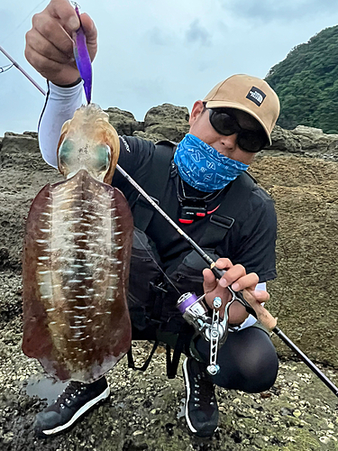 アオリイカの釣果