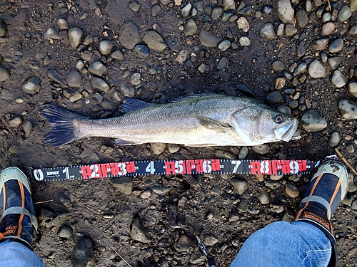 マルスズキの釣果