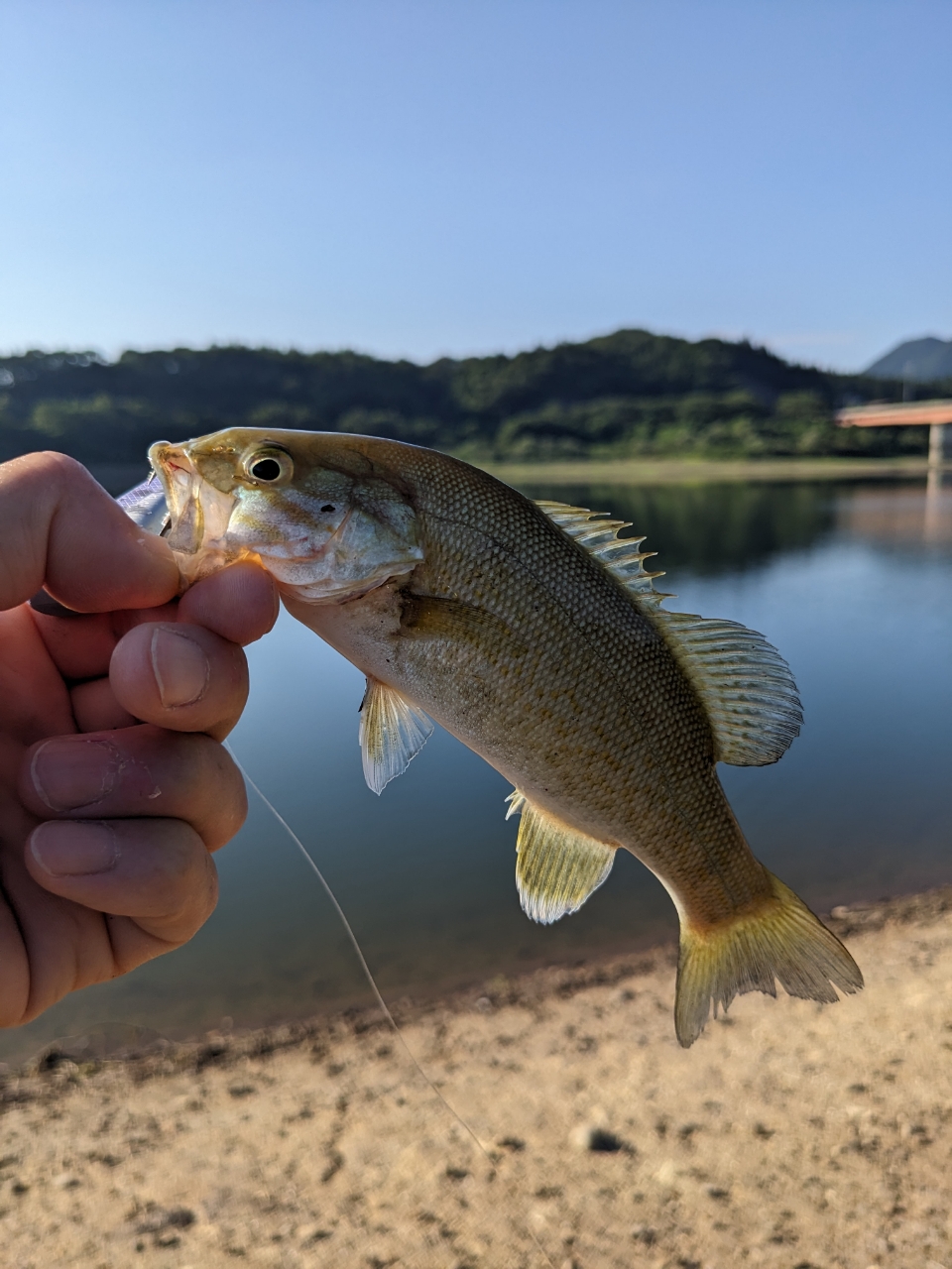 スモールマウスバス