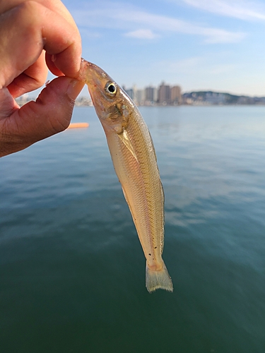 シロギスの釣果