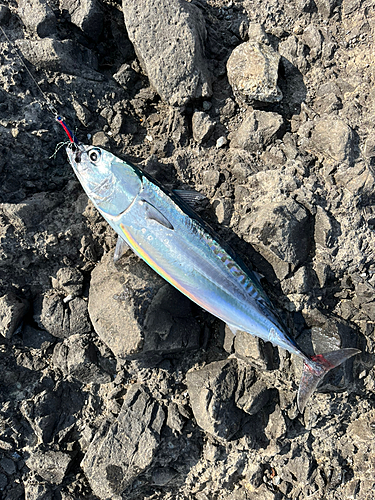 ソウダガツオの釣果