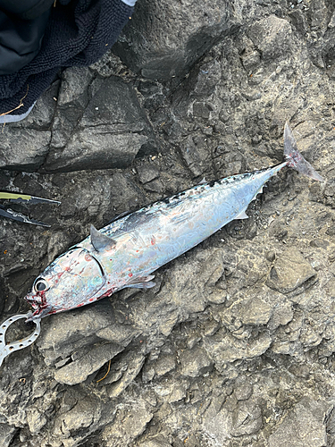 ソウダガツオの釣果