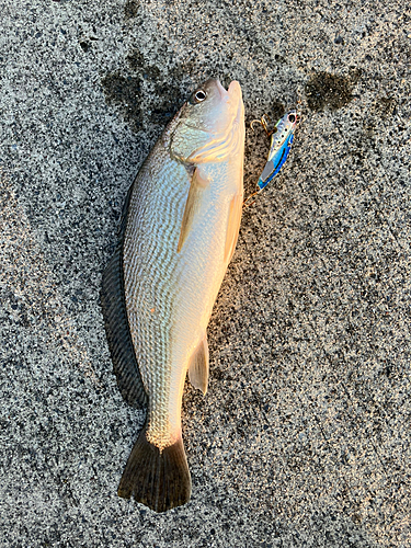 イシモチの釣果