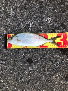 ショゴの釣果