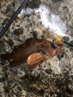 エゾメバルの釣果