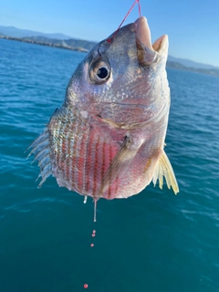 ヘダイの釣果