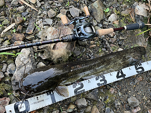 マナマズの釣果