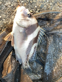 コショウダイの釣果