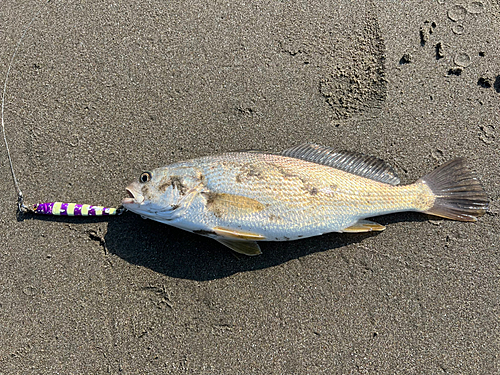 イシモチの釣果