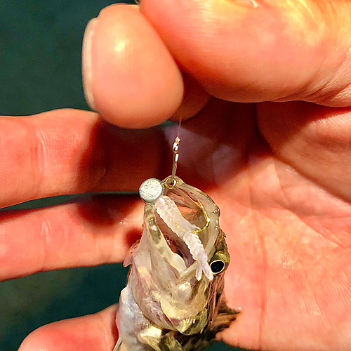 タケノコメバルの釣果