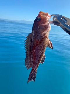 オオモンハタの釣果