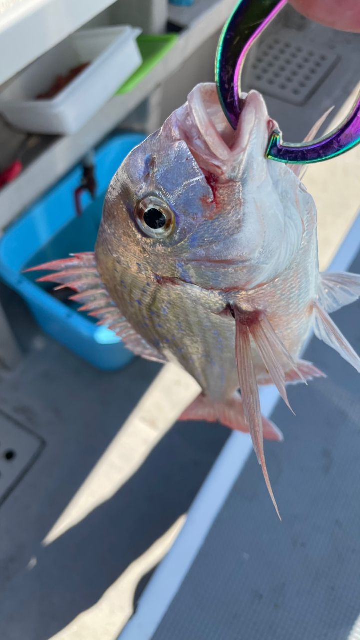 たきれん＠ＴＴ６さんの釣果 2枚目の画像