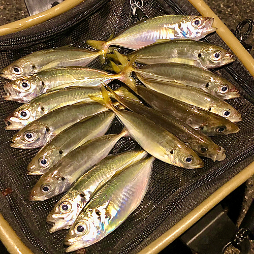 アジの釣果