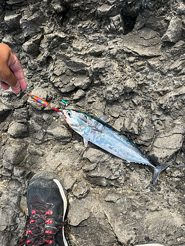 ソウダガツオの釣果