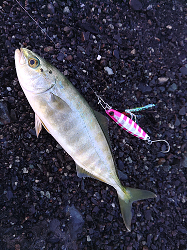 ワカシの釣果