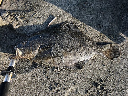 ヒラメの釣果