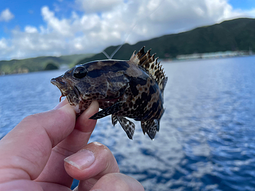 チャイロマルハタの釣果