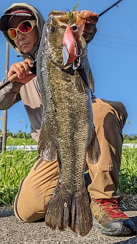 ブラックバスの釣果