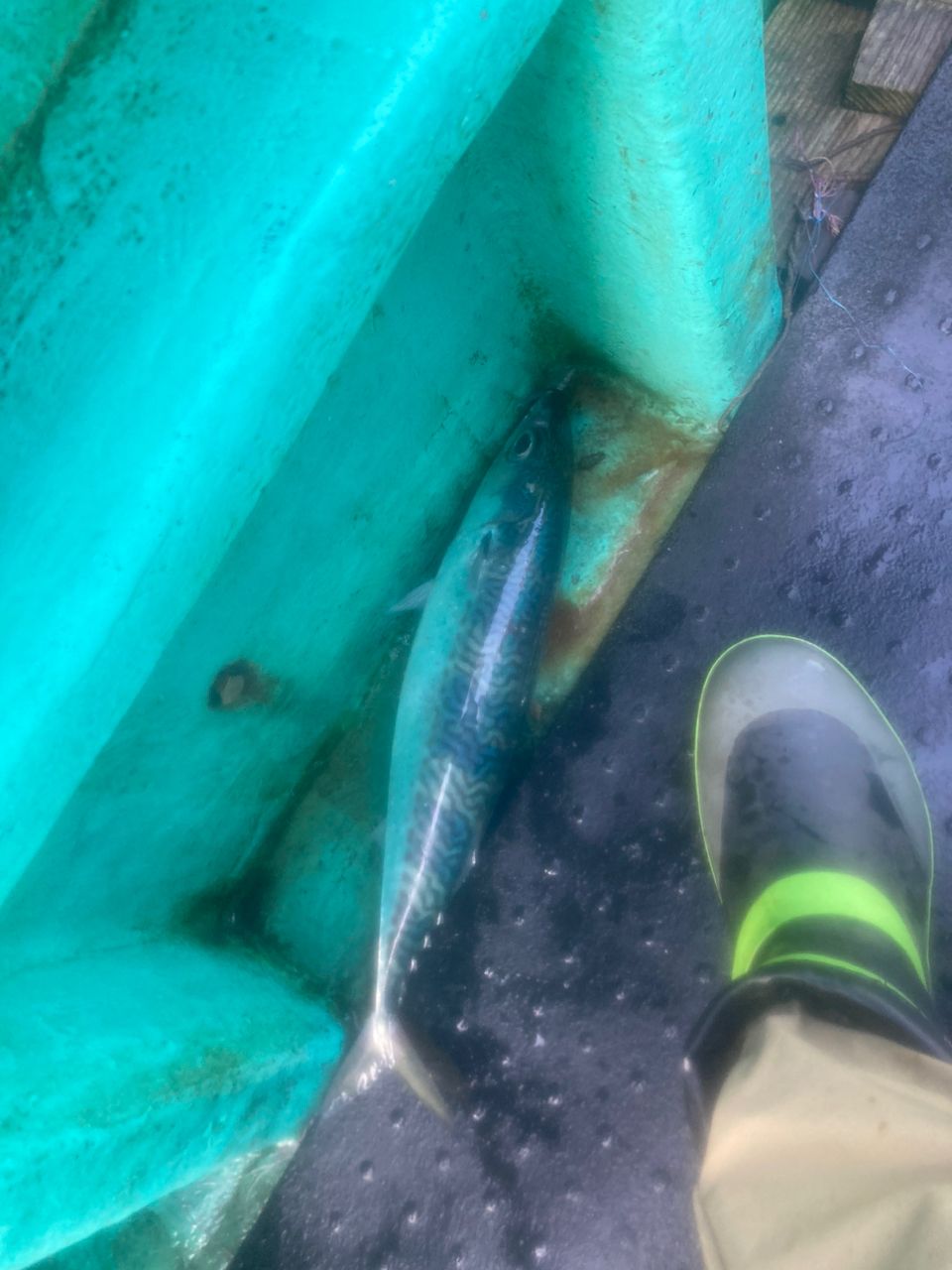 Mackey-jiggingさんの釣果 3枚目の画像