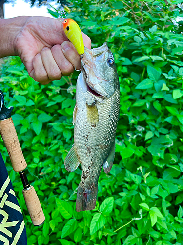 ブラックバスの釣果