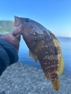 キジハタの釣果