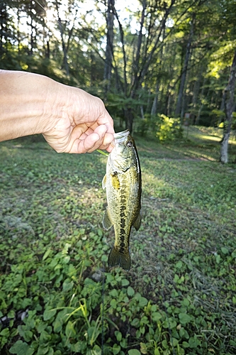 ラージマウスバスの釣果