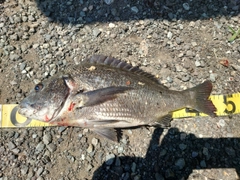 クロダイの釣果