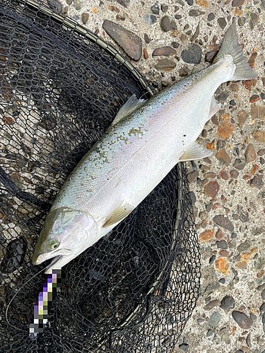 サクラマスの釣果