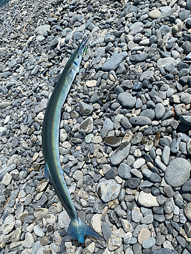 オキザヨリの釣果