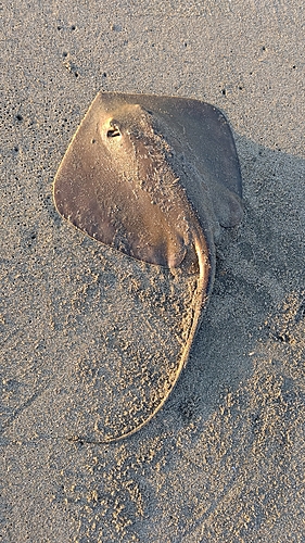 エイの釣果