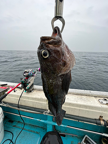 クロソイの釣果