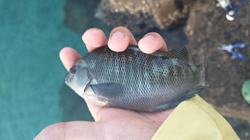 ギンポの釣果