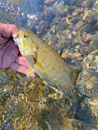 スモールマウスバスの釣果