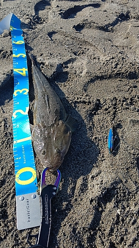 マゴチの釣果