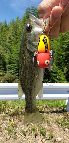 ブラックバスの釣果