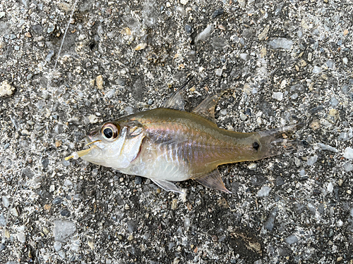 クロホシイシモチの釣果